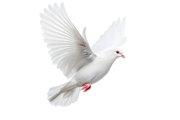 白い鳥
